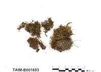 藏品(濕生合葉蘚)的圖片